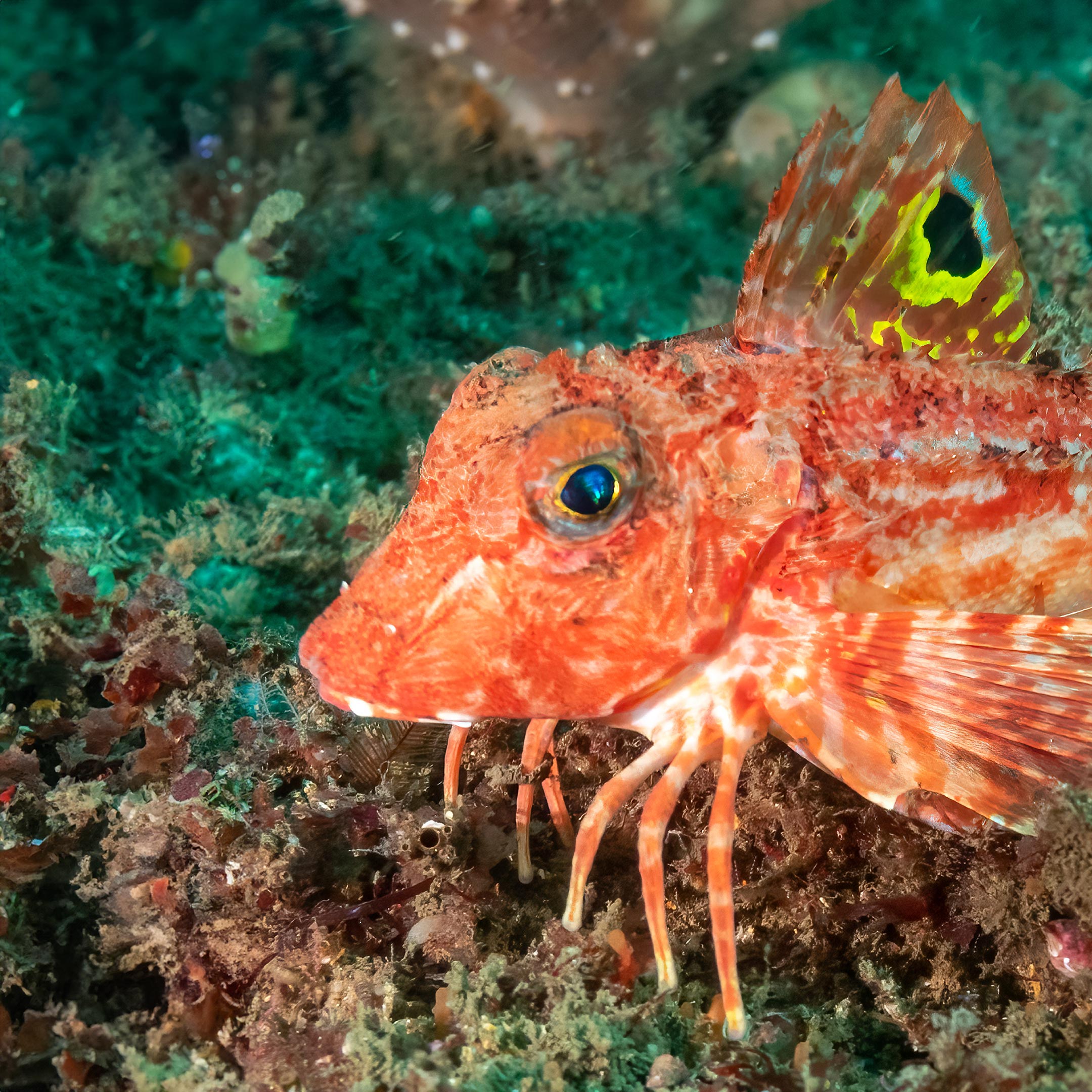 Le gambe dei Robin di mare