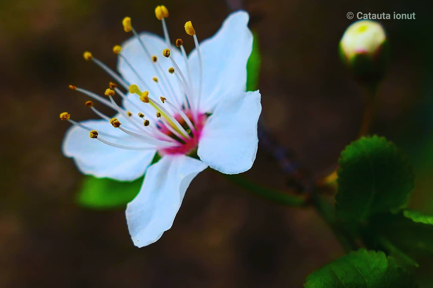 Fiore di ciliegio